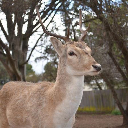 Deer Park Motor Inn Armidale Buitenkant foto