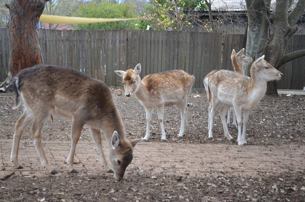Deer Park Motor Inn Armidale Buitenkant foto